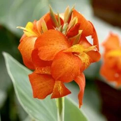 Canna Orange Beauty (Rhizomes)