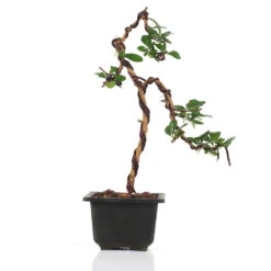 Bonsai Weeping Carmona Plant -Plant Life Decor Shop carmonaweepingstyle 1