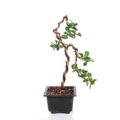 Bonsai Weeping Carmona Plant