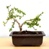 Bonsai Ehretia Microphylla Plant