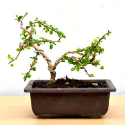 Bonsai Ehretia Microphylla Plant
