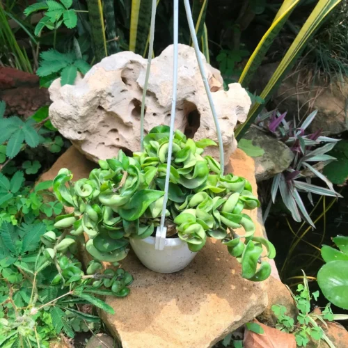 Hoya Carnosa Krinkle Kurl Green Plant -Plant Life Decor Shop carnosa KrinkleKurlGreen 2