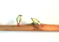 Exotic Birds - Fire Tailed Myzornis