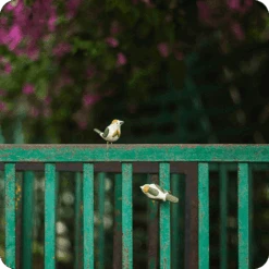 Peppy Pops - Tailorbird (A Pair) -Plant Life Decor Shop cc pp 2 cca4d467 ea28 4a8e bbb5 be69d5ff89de