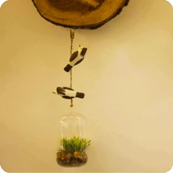 Peppy Pops - Bul Bul ( A Pair) -Plant Life Decor Shop cc pp bb 2