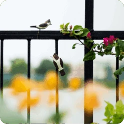 Peppy Pops - Bul Bul ( A Pair) -Plant Life Decor Shop cc pp bb 3