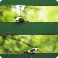 Peppy Pops - Bul Bul ( A Pair) -Plant Life Decor Shop cc pp bb 4