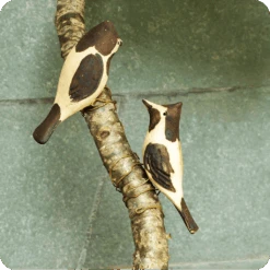 Peppy Pops - Bul Bul ( A Pair) -Plant Life Decor Shop cc pp bb 6