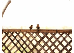 Peppy Pops - Owl (A Pair) -Plant Life Decor Shop cc pp ow 13