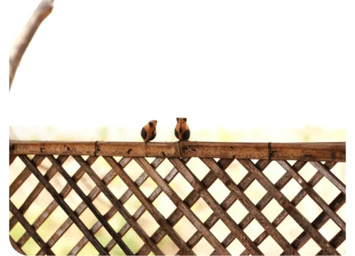 Peppy Pops - Owl (A Pair) -Plant Life Decor Shop cc pp ow 13