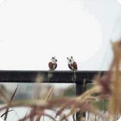 Peppy Pops - Owl (A Pair) -Plant Life Decor Shop cc pp ow 6