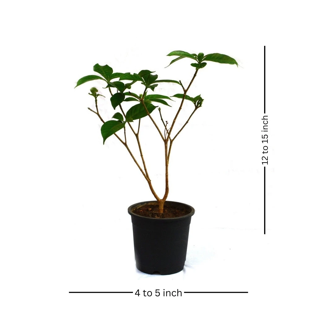 Crape Jasmine Chandni Plant 2 Crape Jasmine Chandni Plant - Image 2