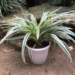Chlorophytum Laxum Lemon Lime Plant