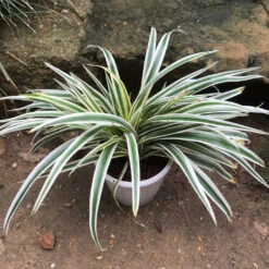 Chlorophytum Laxum Lemon Lime Plant 5 Chlorophytum Laxum Lemon Lime Plant -Plant Life Decor Shop chlorophytumlaxum LemonLime 2