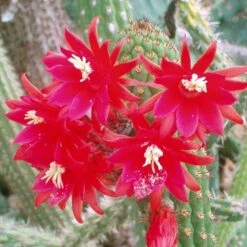 Cleistocactus Fieldianus Subsp. Tessellatus Cactus Plant
