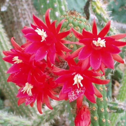 Cleistocactus Fieldianus Subsp. Tessellatus Cactus Plant