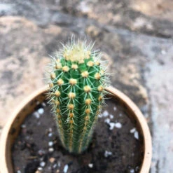 Cleistocactus Samaipatanus Cactus Plant -Plant Life Decor Shop cleistocactussamaipatanus 1