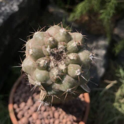 Copiapoa Hypogaea Cactus Plant -Plant Life Decor Shop copiapoa hypogaea 1