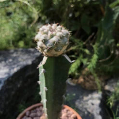 Copiapoa Hypogaea Cactus Plant