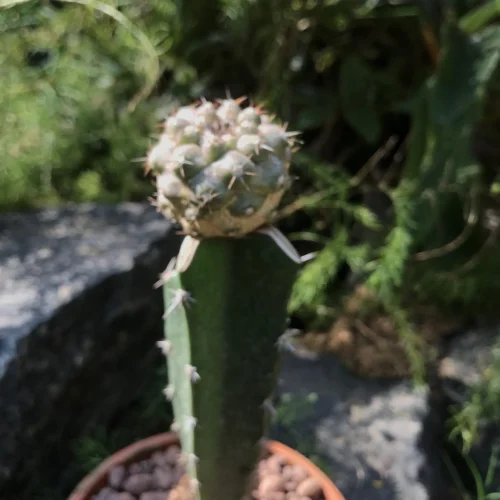 Copiapoa Hypogaea Cactus Plant