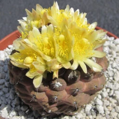 Copiapoa Hypogaea Cactus Plant -Plant Life Decor Shop copiapoa hypogaea flower