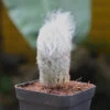 Espostoa Lanata Cotton Ball Cactus Plant