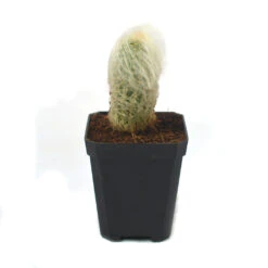 Espostoa Lanata Cotton Ball Cactus Plant -Plant Life Decor Shop cotton ball 4