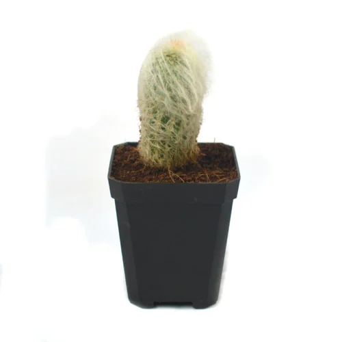 Espostoa Lanata Cotton Ball Cactus Plant -Plant Life Decor Shop cotton ball 4