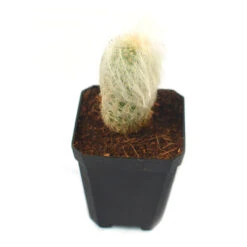 Espostoa Lanata Cotton Ball Cactus Plant -Plant Life Decor Shop cotton ball 5