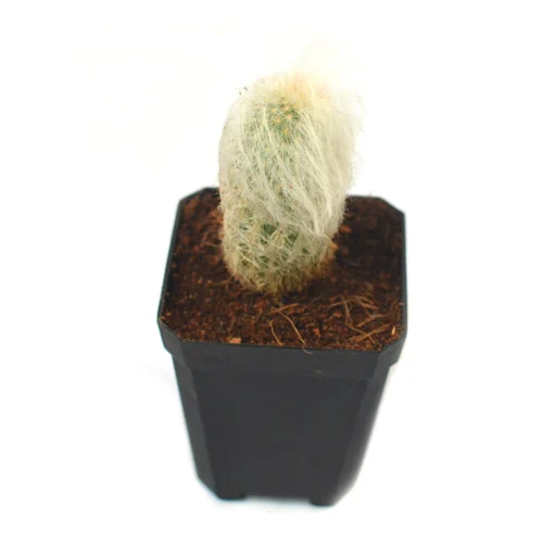 Espostoa Lanata Cotton Ball Cactus Plant -Plant Life Decor Shop cotton ball 5