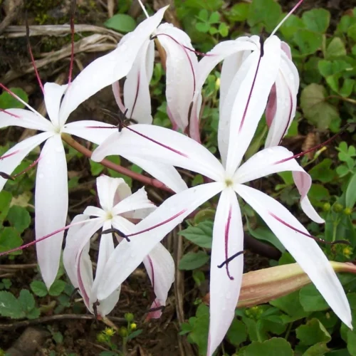 Crinum Amoenum (Bulbs)