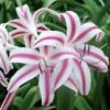 Crinum Stars And Stripes (Bulbs)