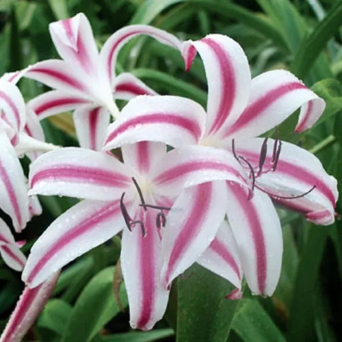 Crinum Stars And Stripes (Bulbs)