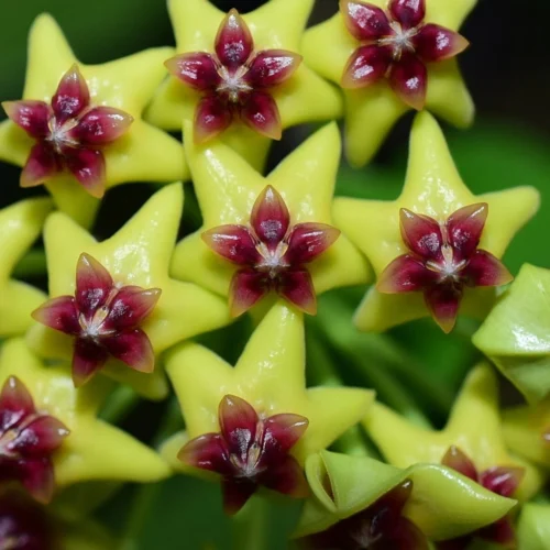 Hoya Cumingiana Plant -Plant Life Decor Shop cumingiana