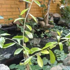 Vernonia Elaeagnifolia Curtain Creeper Plant -Plant Life Decor Shop curtaincreeper 2