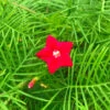 Ipomoea Quamoclit Ganesh Vel Plant