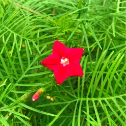 Ipomoea Quamoclit Ganesh Vel Plant