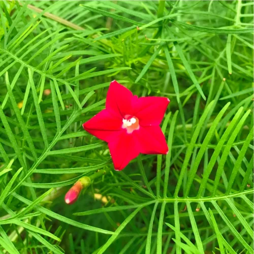Ipomoea Quamoclit Ganesh Vel Plant