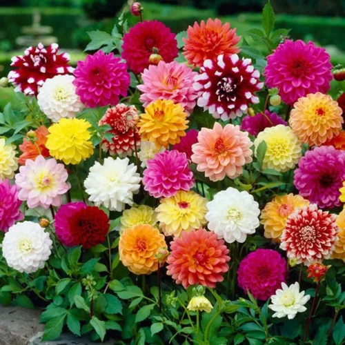 Decorative Dahlia (Mix Bulbs)
