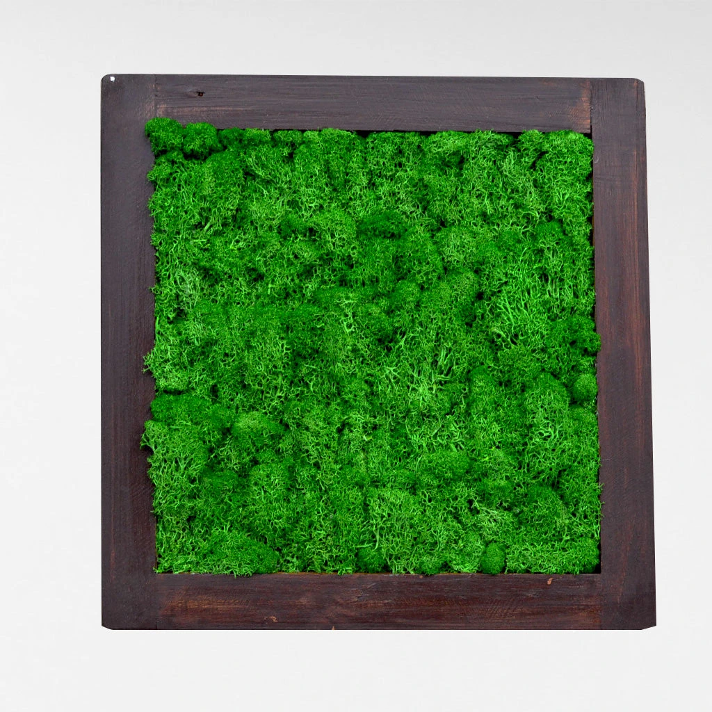 Dark Green Preserved Moss Frame With Dark Wood 1 Dark Green Preserved Moss Frame With Dark Wood