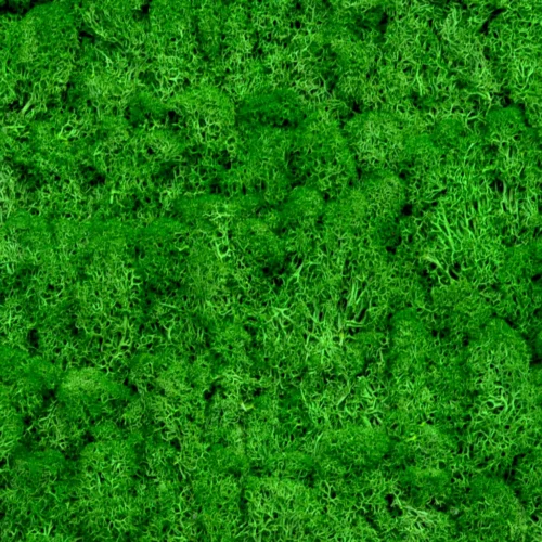 Dark Green Preserved Moss Frame With Dark Wood -Plant Life Decor Shop darkgreen moss darkframe 3