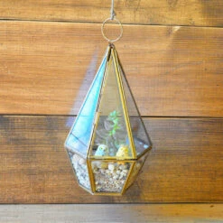 Desert Crawler Terrarium Kit -Plant Life Decor Shop desert crawler 3