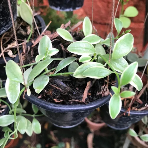 Dischidia Oiantha Variegata Plant 6 Dischidia Oiantha Variegata Plant -Plant Life Decor Shop dischidia oiantha variegata