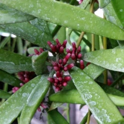 Dischidia Parasitica Plant -Plant Life Decor Shop dischidiaparasitica 1