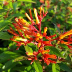 Dwarf Mexican Firebush Plant