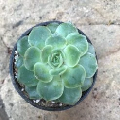 Echeveria Imbricata Blue Rose Succulent Plant -Plant Life Decor Shop echeveriabluerose 1