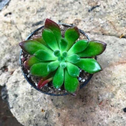 Echeveria Doris Taylor Succulent Plant -Plant Life Decor Shop echeveriadoristaylor 1