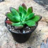 Echeveria Doris Taylor Succulent Plant