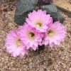 Echinopsis Rainbow Bursts Cactus Plant