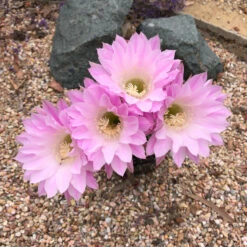 Echinopsis Rainbow Bursts Cactus Plant